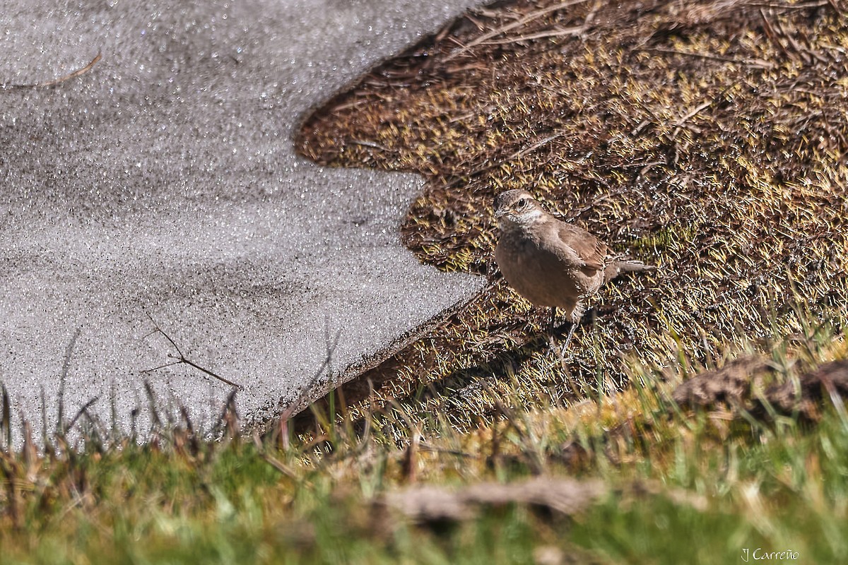 Buff-winged Cinclodes - ML645520360