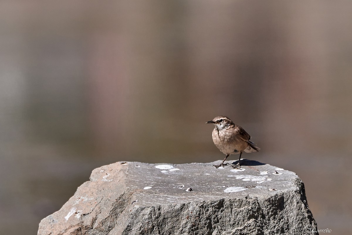 Buff-winged Cinclodes - ML645520361