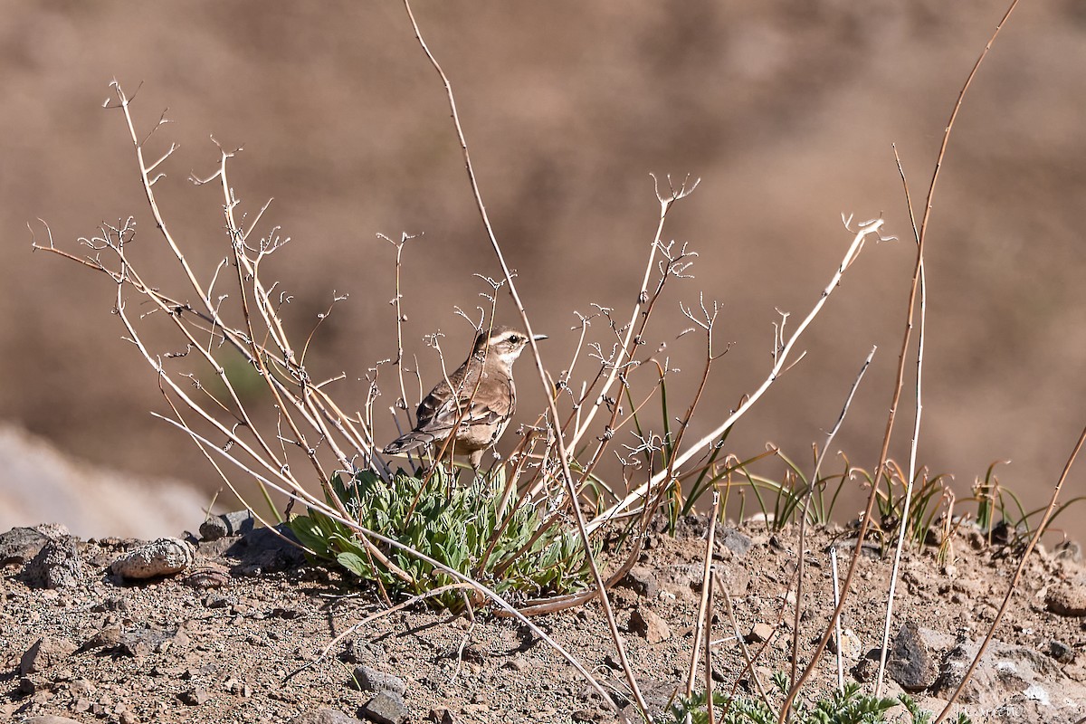Buff-winged Cinclodes - ML645520362