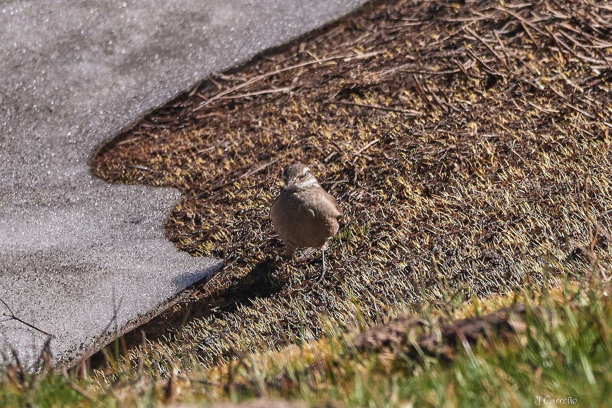 Buff-winged Cinclodes - ML645520363