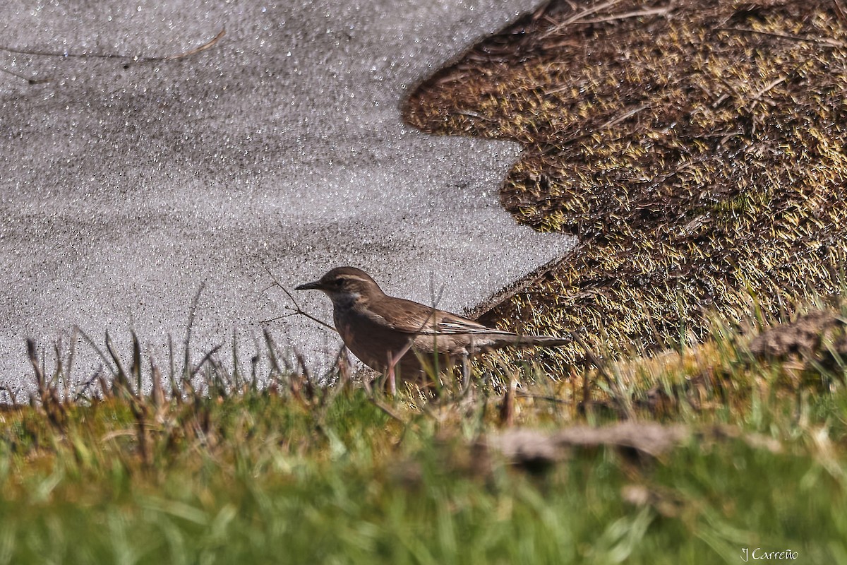 Buff-winged Cinclodes - ML645520364
