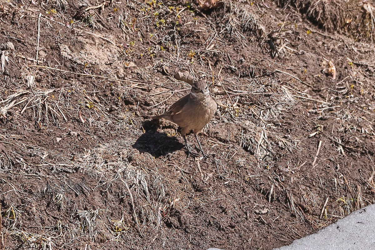Buff-winged Cinclodes - ML645520366
