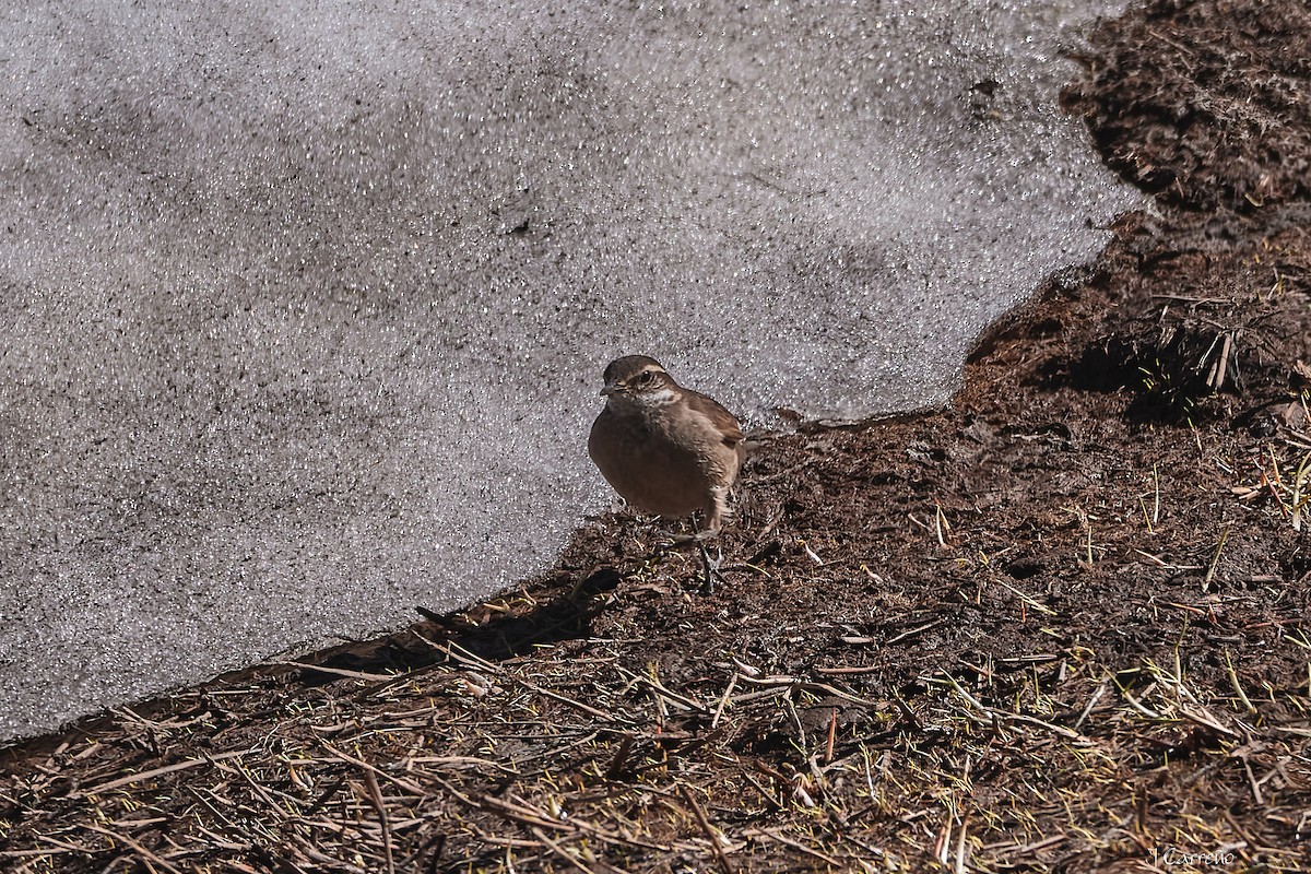 Buff-winged Cinclodes - ML645520367