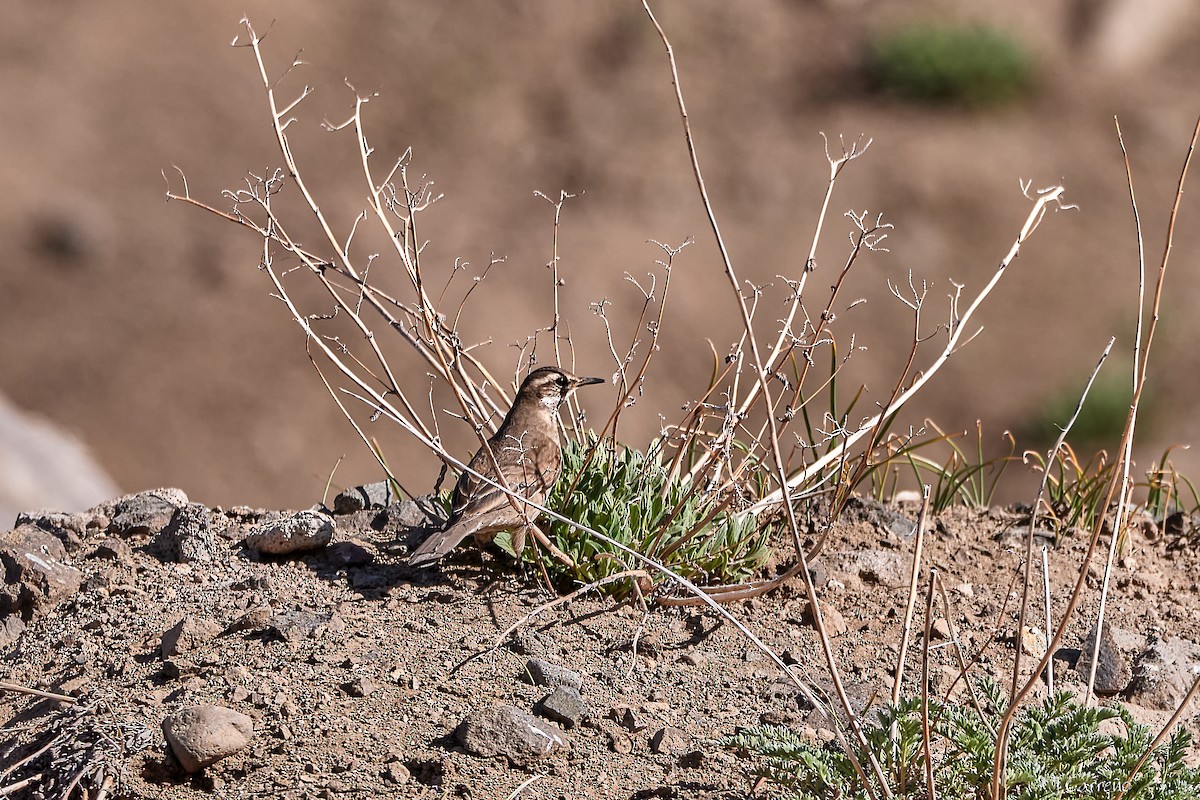 Buff-winged Cinclodes - ML645520368
