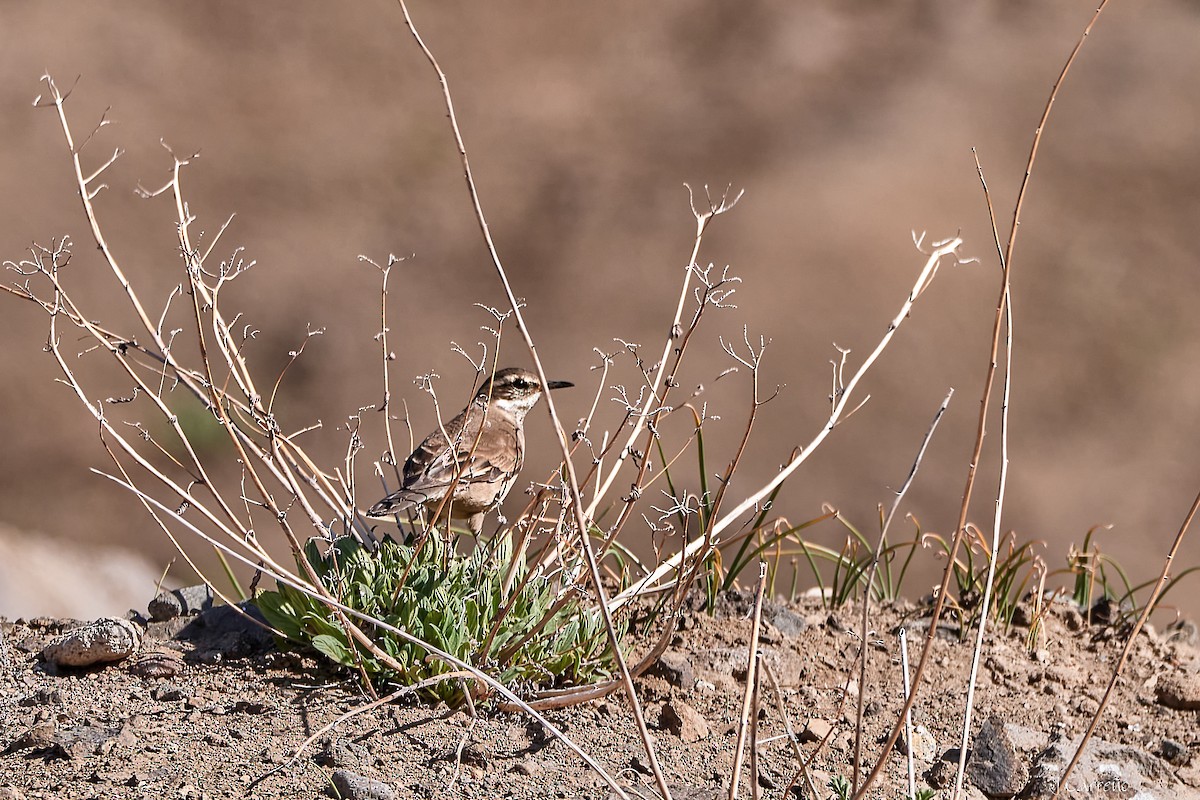 Buff-winged Cinclodes - ML645520369