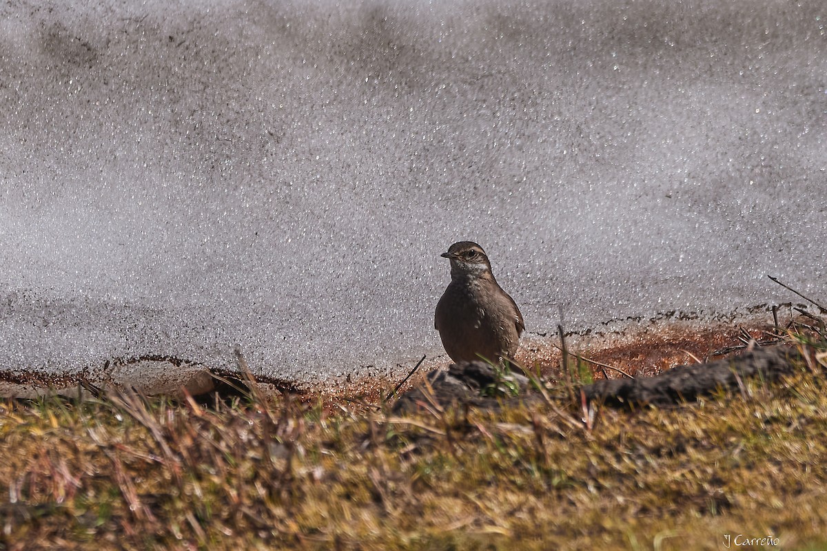 Buff-winged Cinclodes - ML645520370