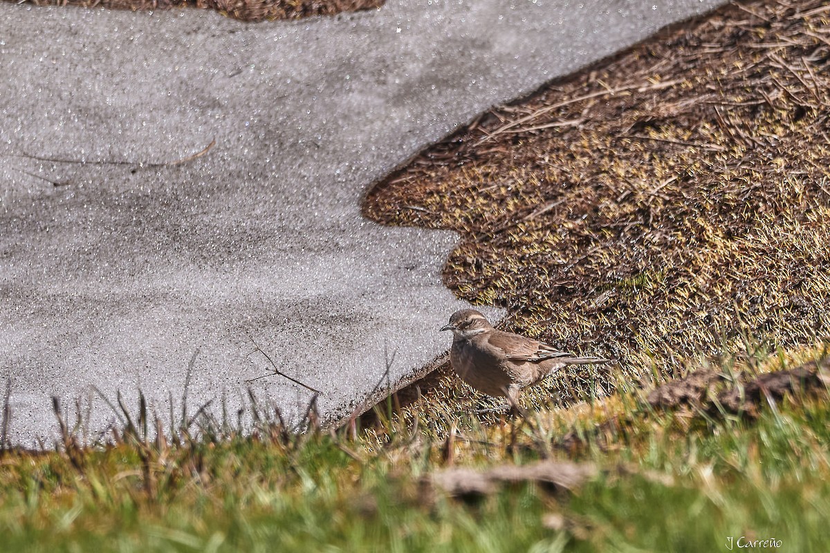 Buff-winged Cinclodes - ML645520371