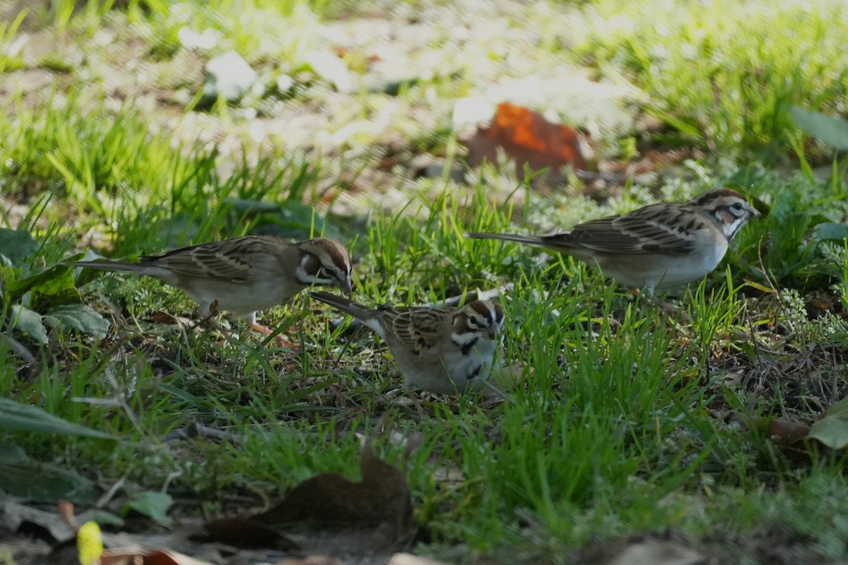 Lark Sparrow - ML645520386