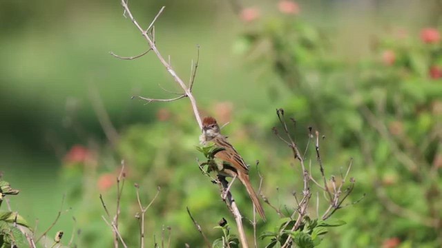Tawny Grassbird - ML645520390