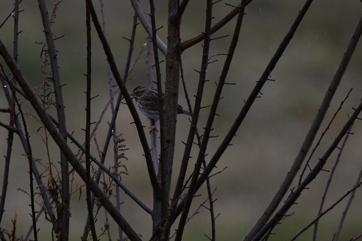 Savannah Sparrow - ML645520393