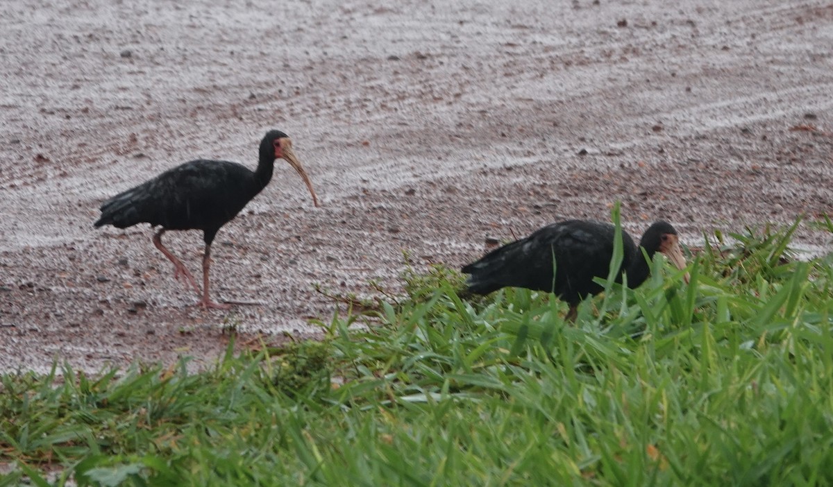 Bare-faced Ibis - ML645520398