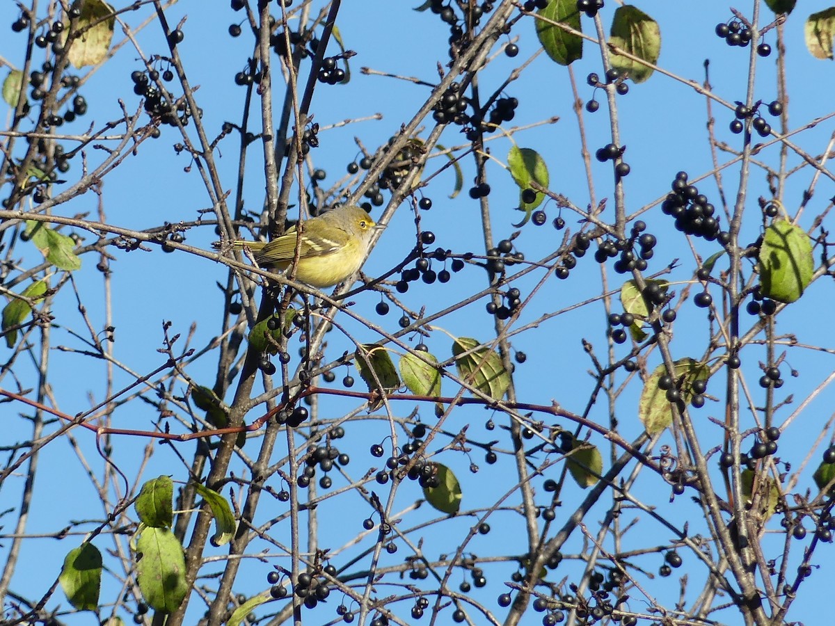 White-eyed Vireo - ML645520405