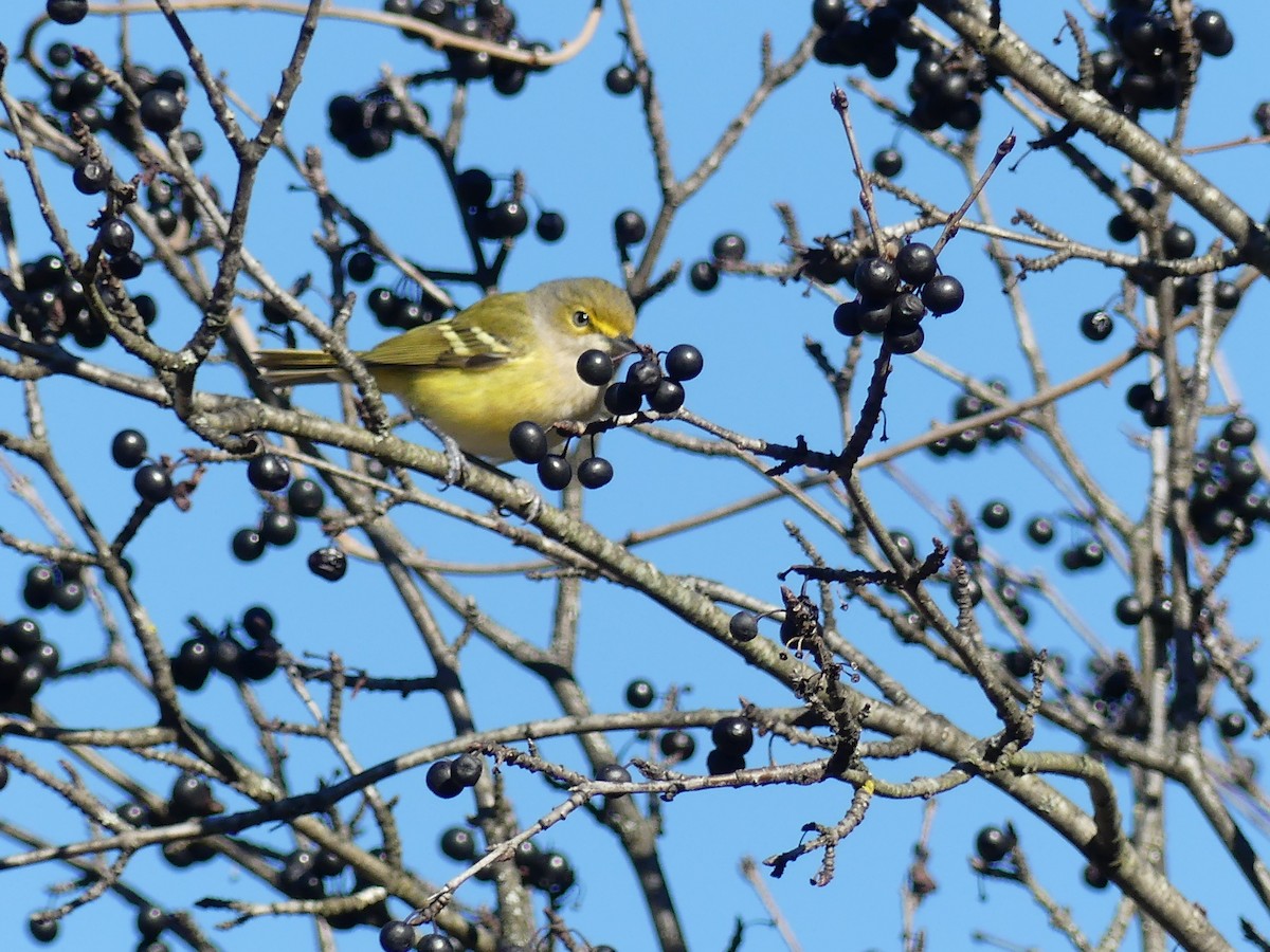 White-eyed Vireo - ML645520406