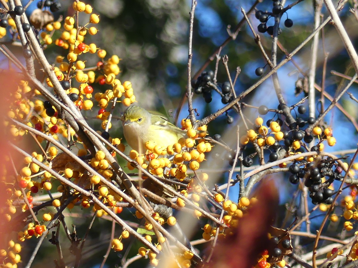 White-eyed Vireo - ML645520407