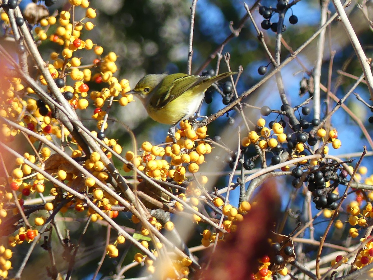 White-eyed Vireo - ML645520408
