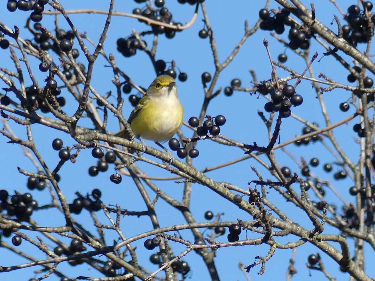 White-eyed Vireo - ML645520409