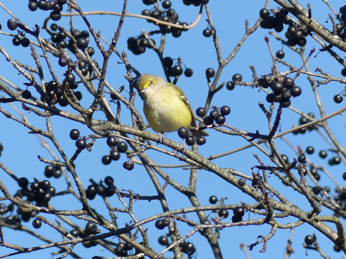 White-eyed Vireo - ML645520410