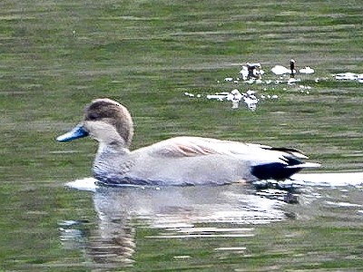 Серая утка - ML645520414