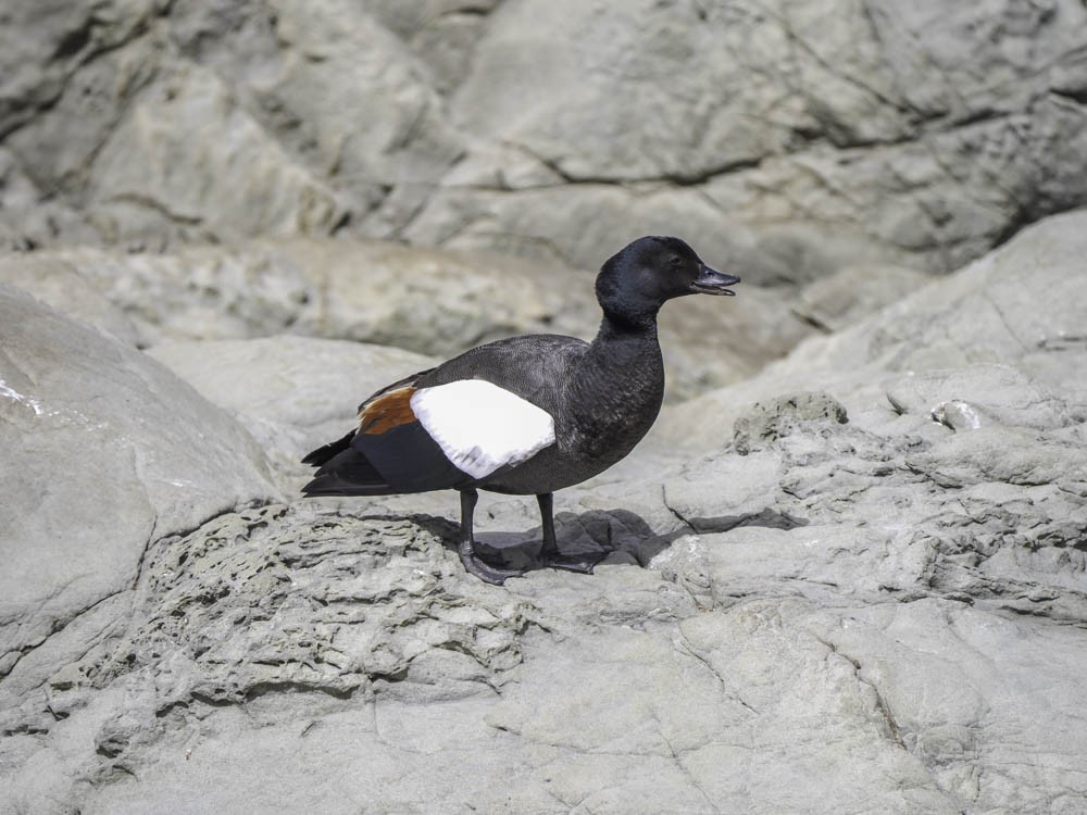 maorirustand - ML645520419