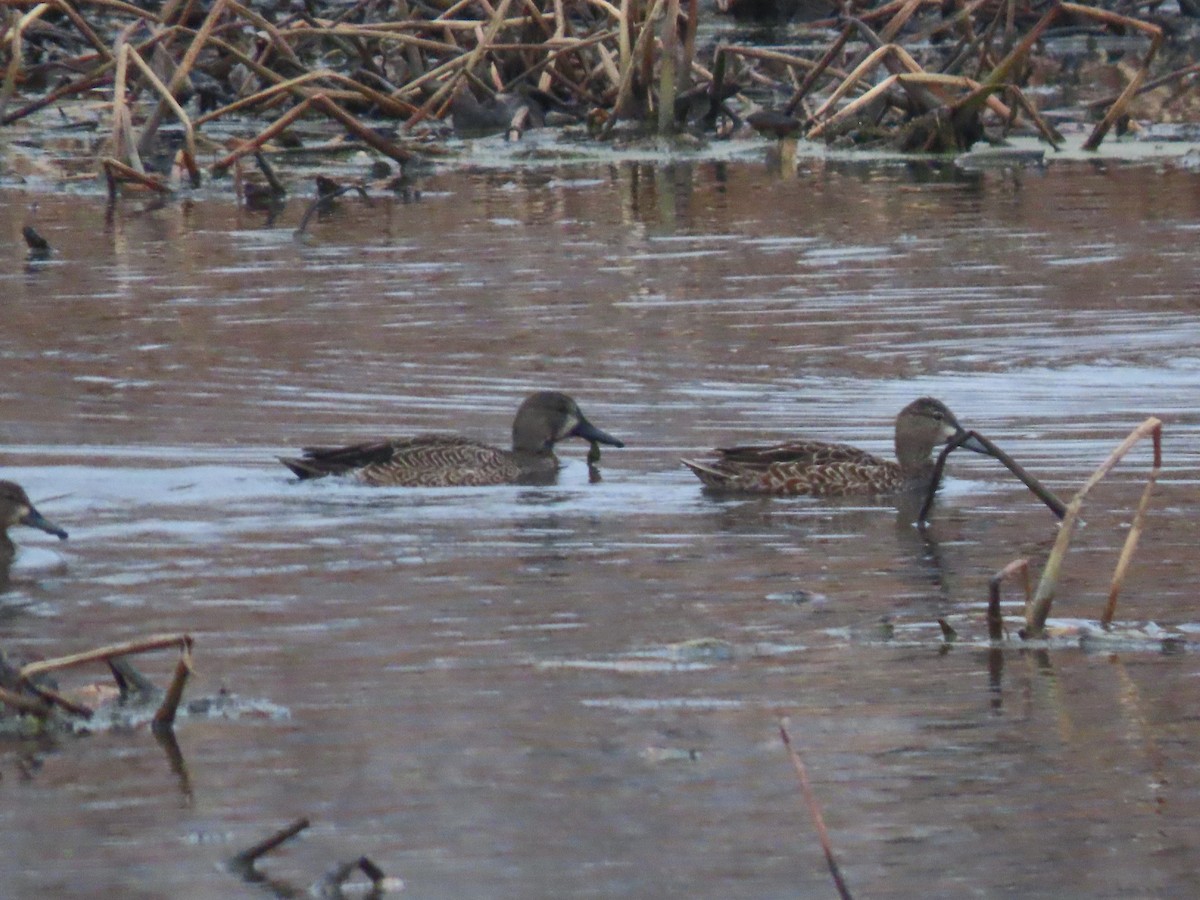 čírka modrokřídlá - ML645520436