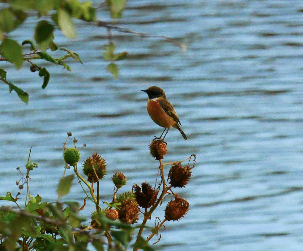 European Stonechat - ML645520454