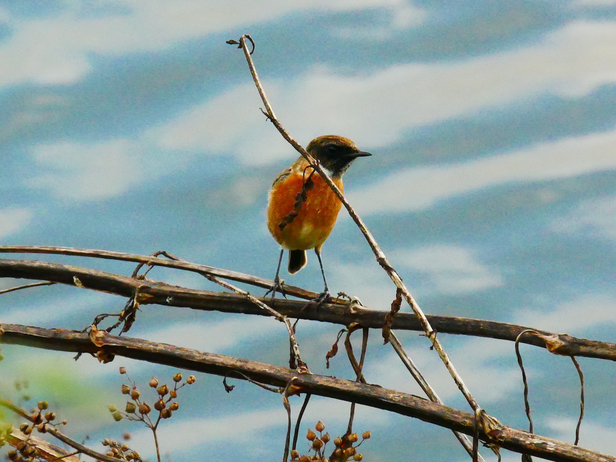 European Stonechat - ML645520455