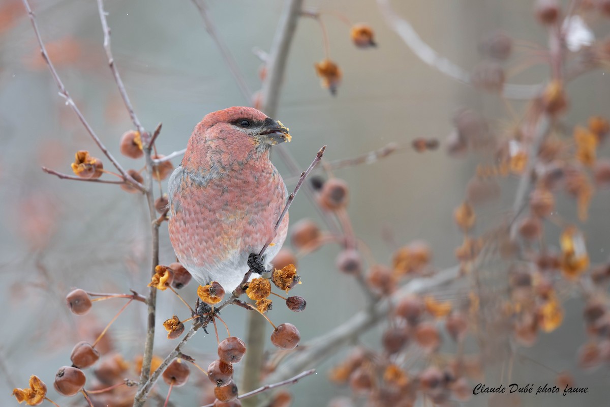 Смеречник тайговий - ML645520459
