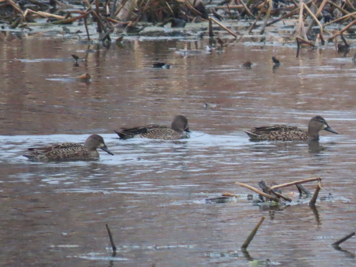 čírka modrokřídlá - ML645520460