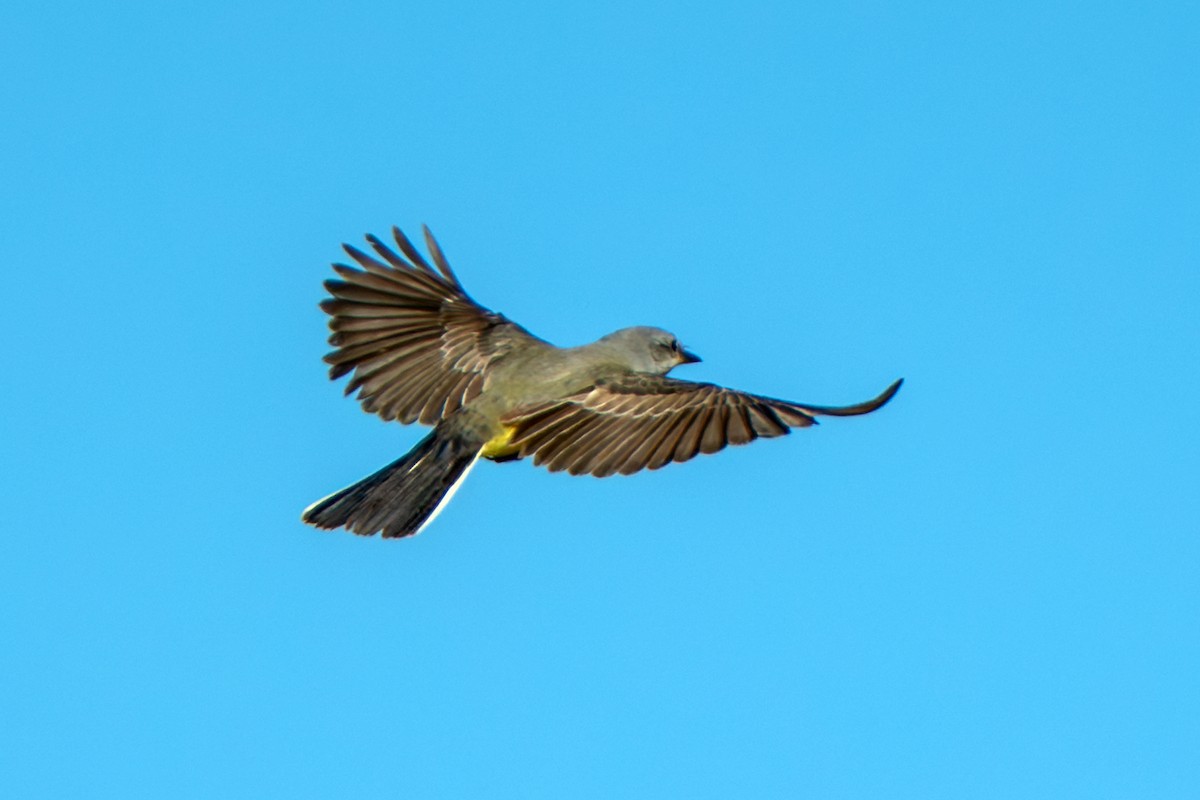 Western Kingbird - ML645520490