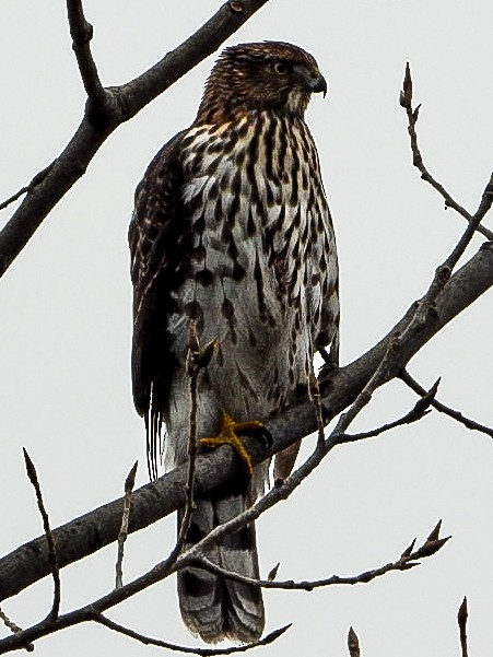 Cooper's Hawk - ML645520494