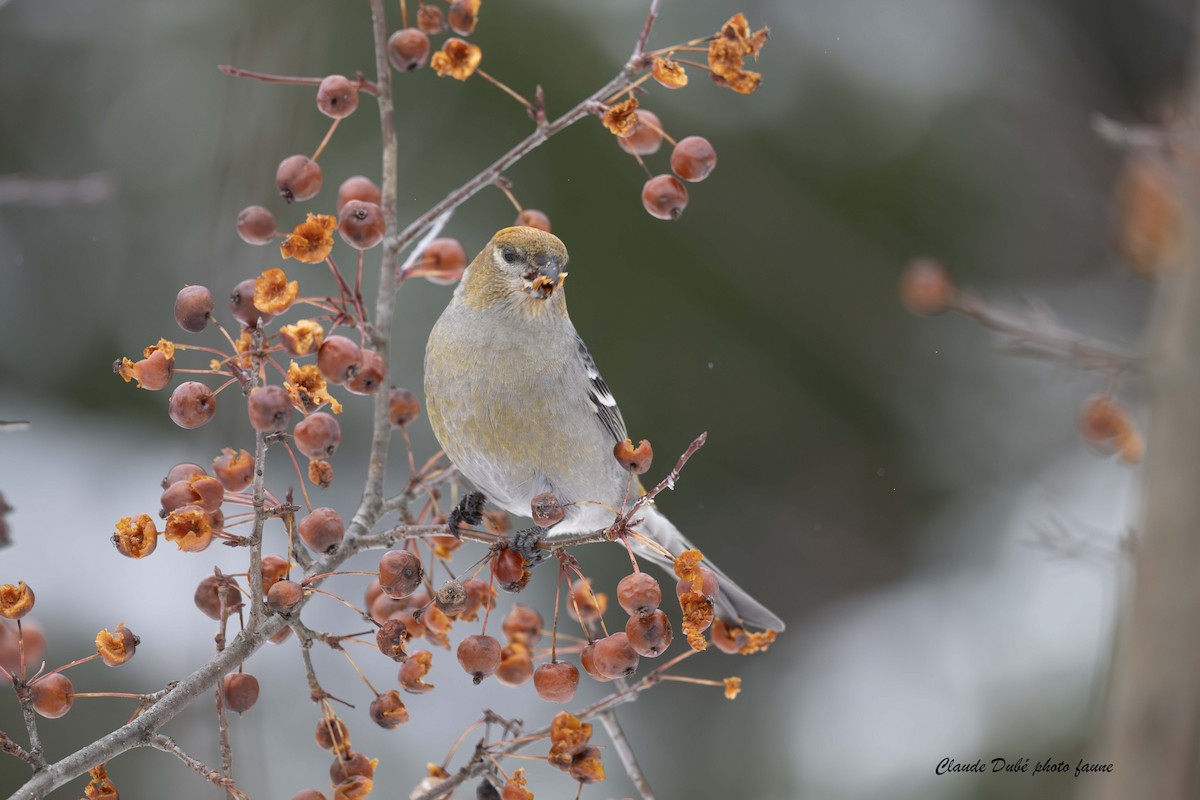 Смеречник тайговий - ML645520495
