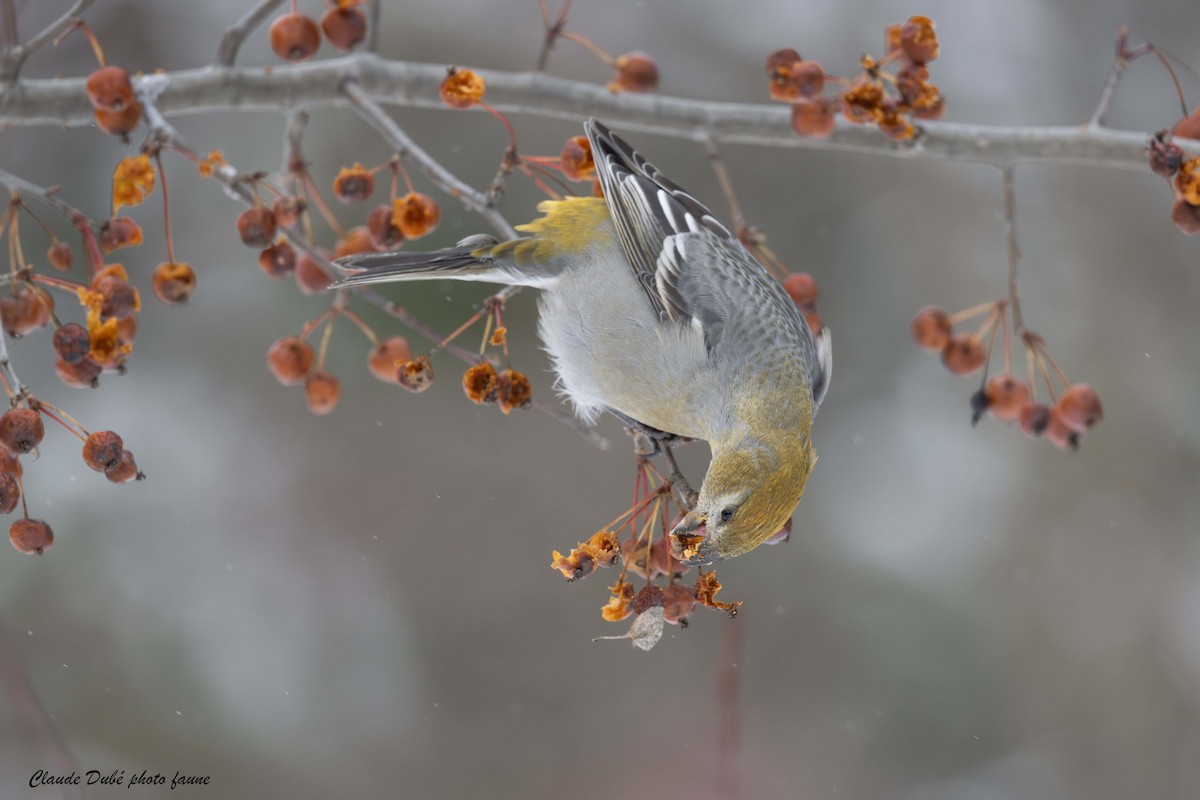 Смеречник тайговий - ML645520506
