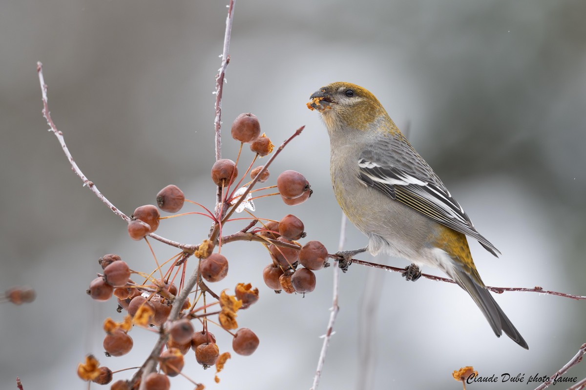 Смеречник тайговий - ML645520513