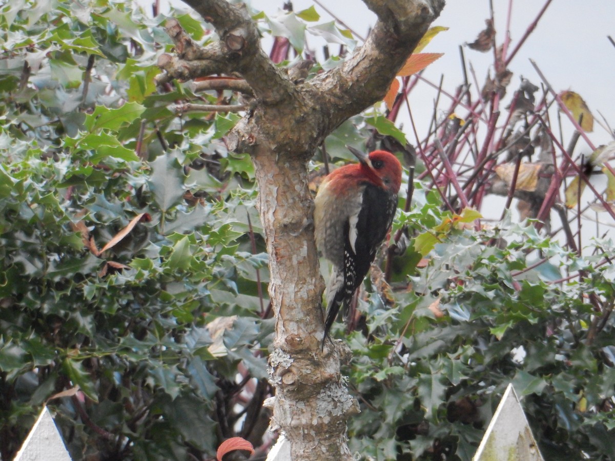 Red-breasted Sapsucker - ML645520535