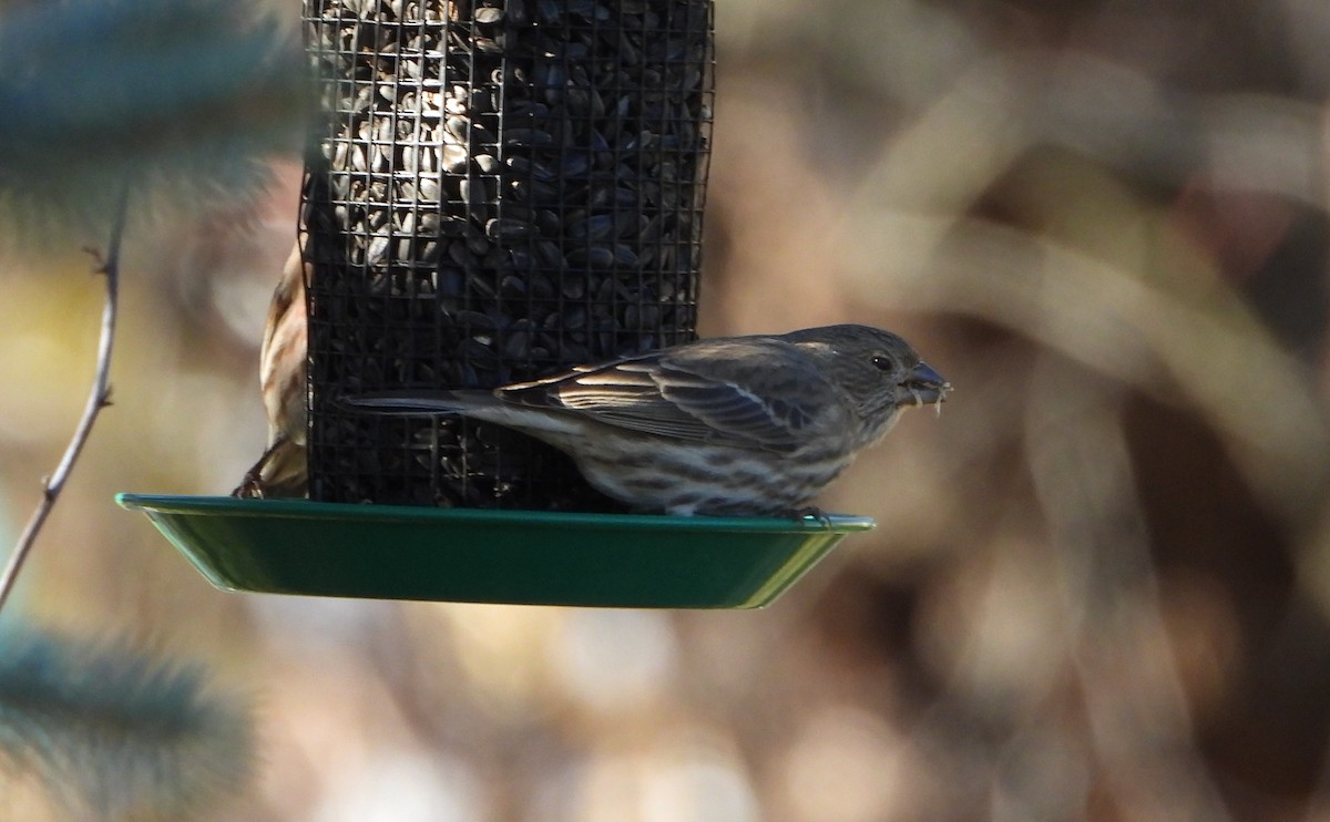 House Finch - ML645520537