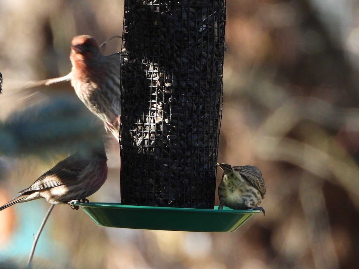 House Finch - ML645520538