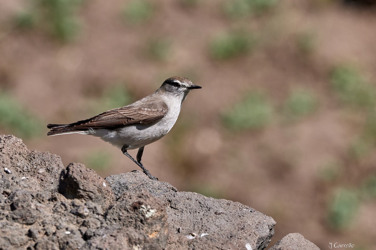White-browed Ground-Tyrant - ML645520547