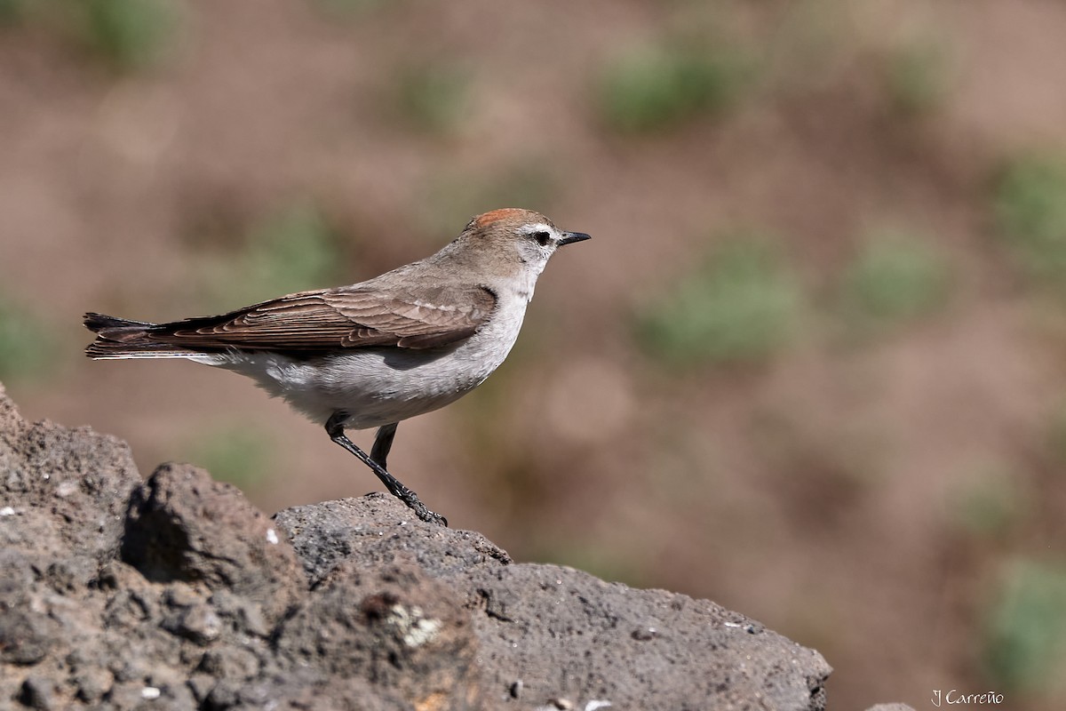 White-browed Ground-Tyrant - ML645520548