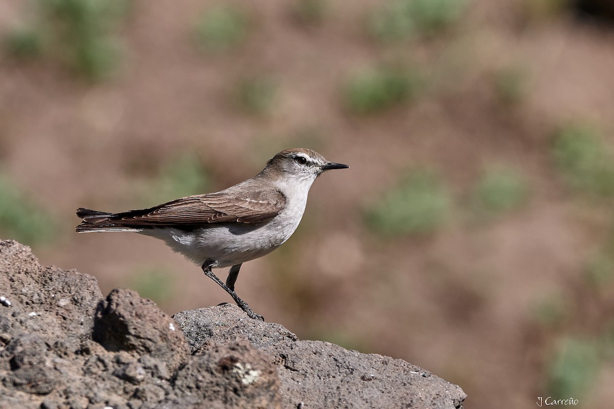 White-browed Ground-Tyrant - ML645520549