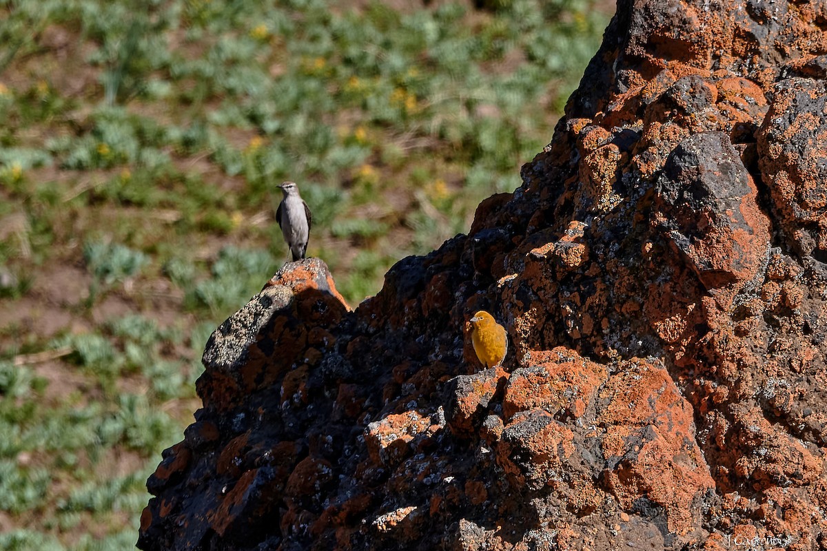 White-browed Ground-Tyrant - ML645520550