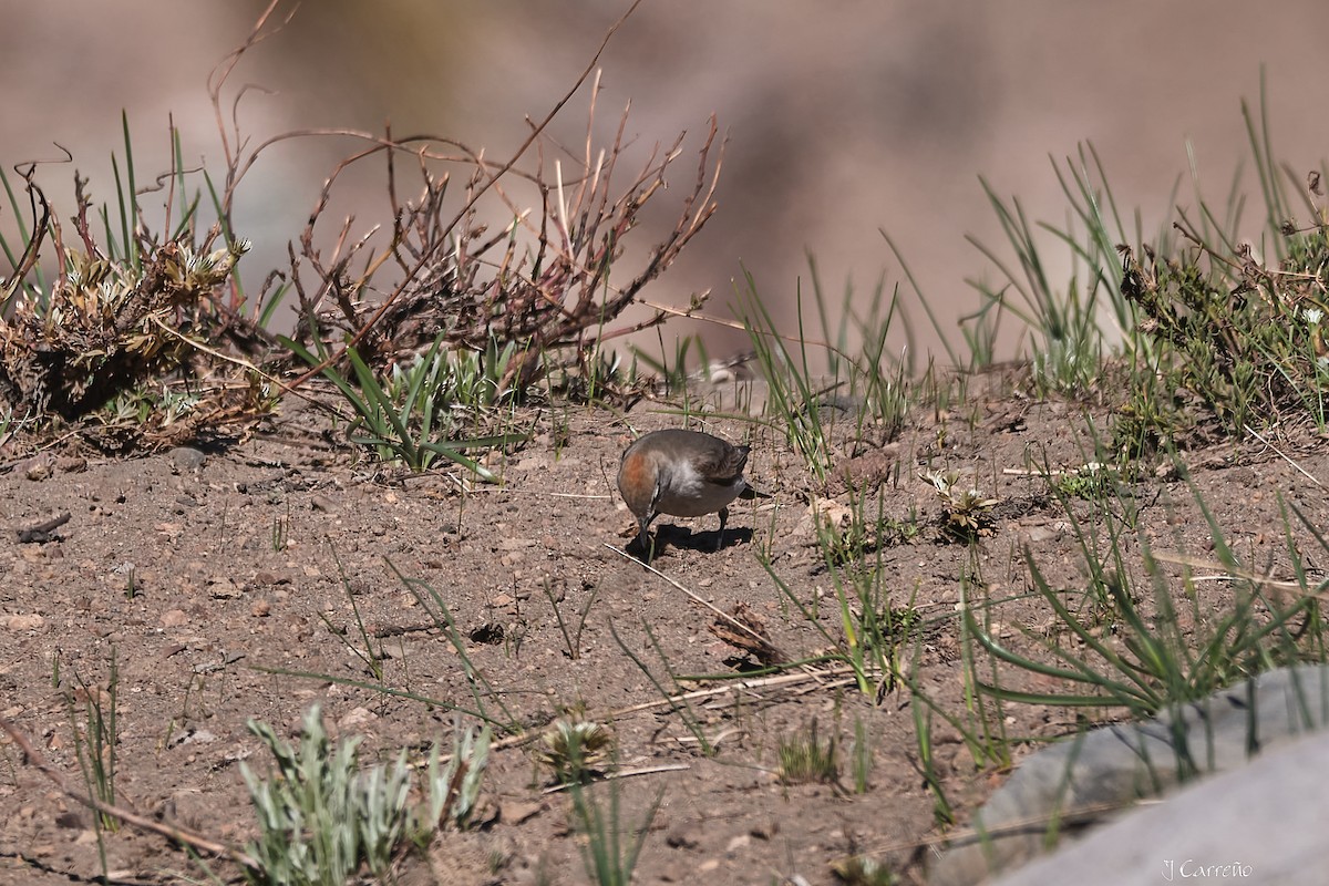 White-browed Ground-Tyrant - ML645520551