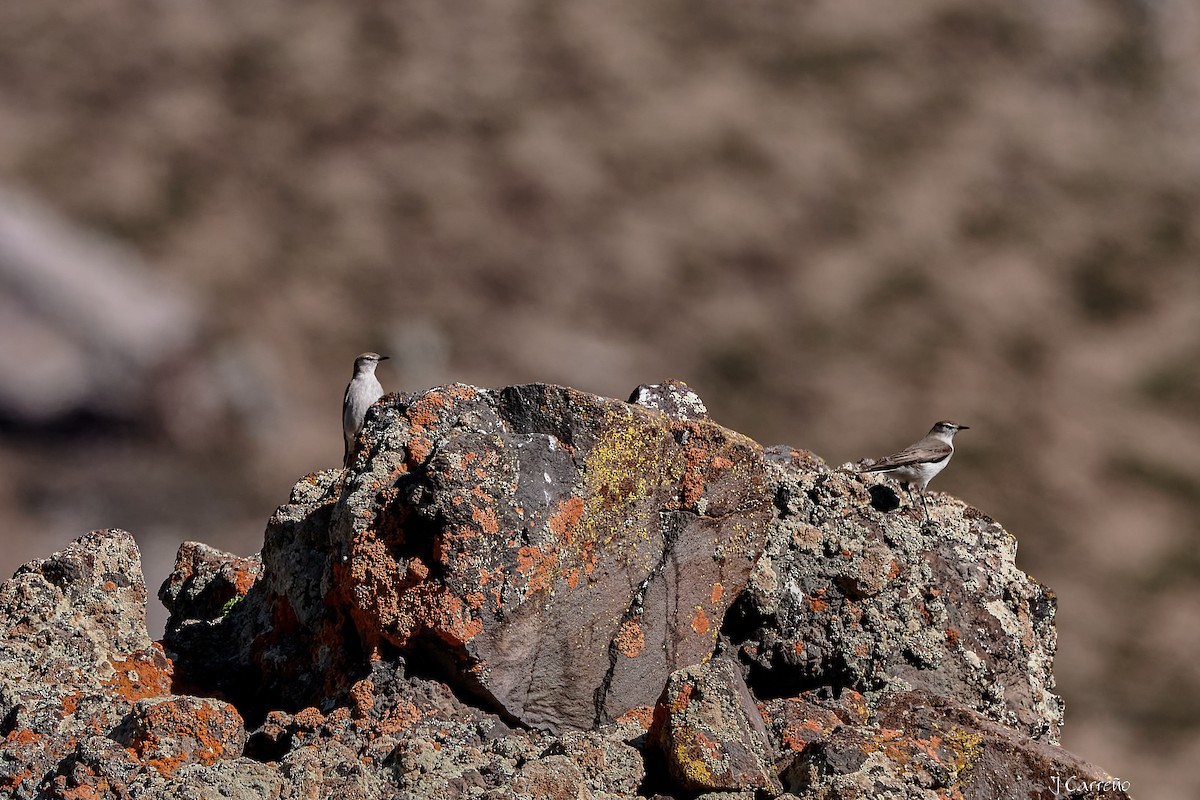 White-browed Ground-Tyrant - ML645520552