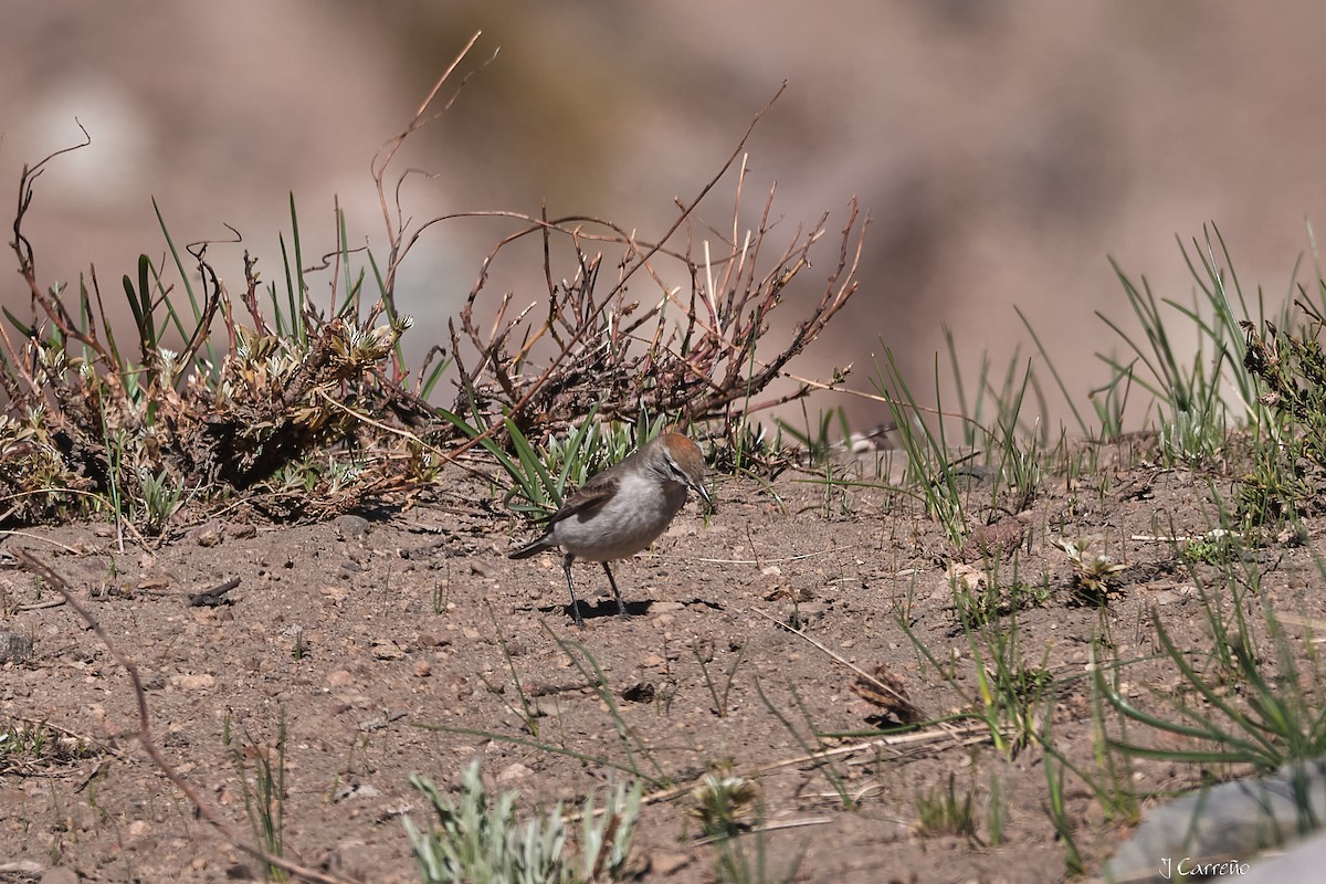 White-browed Ground-Tyrant - ML645520553