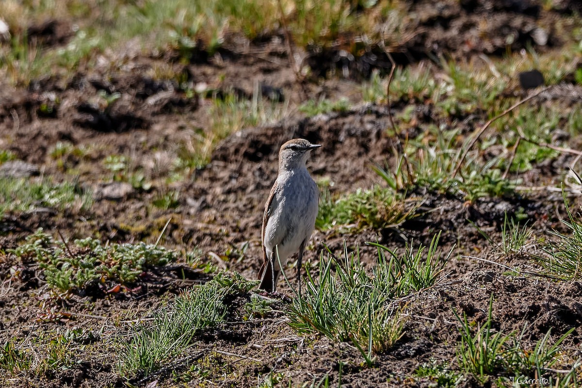 White-browed Ground-Tyrant - ML645520558