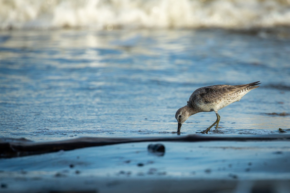 jespák rezavý - ML645520577