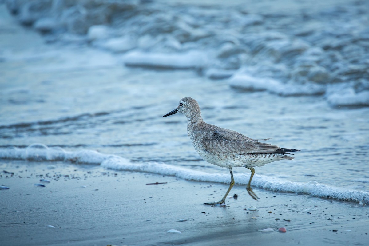 jespák rezavý - ML645520578