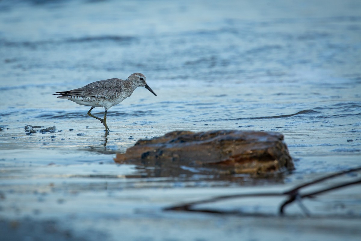 jespák rezavý - ML645520579