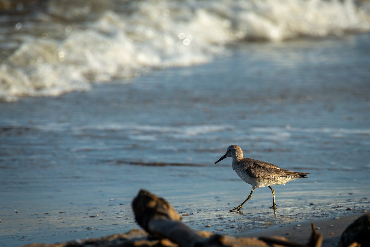 jespák rezavý - ML645520580