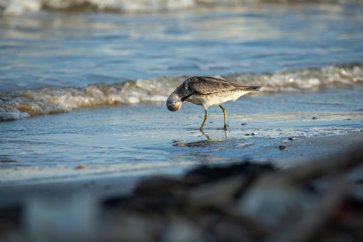 jespák rezavý - ML645520582