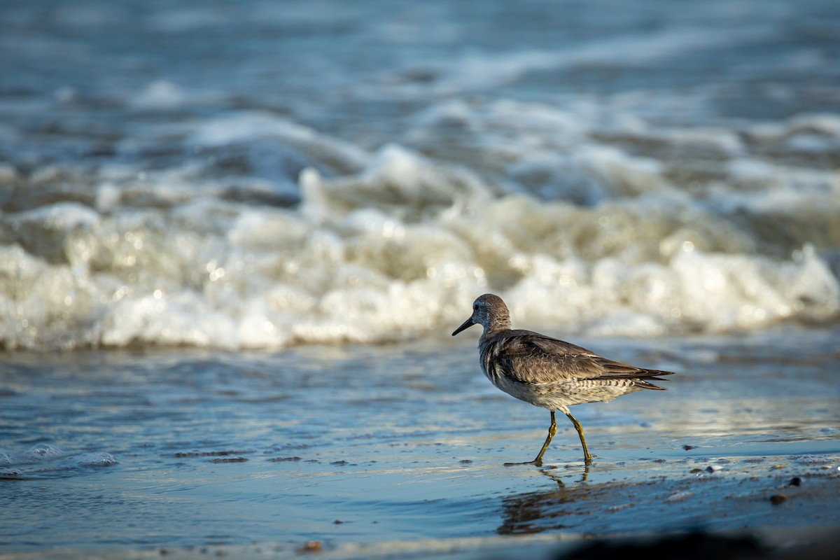 jespák rezavý - ML645520583